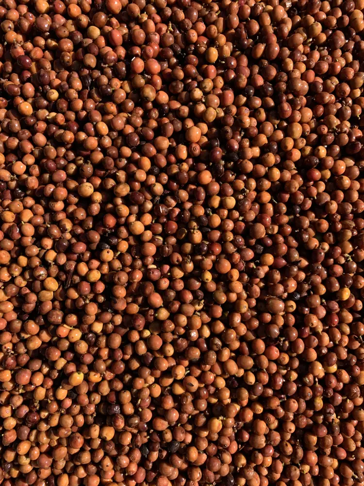 Coffee cherries after anaerobic fermentation