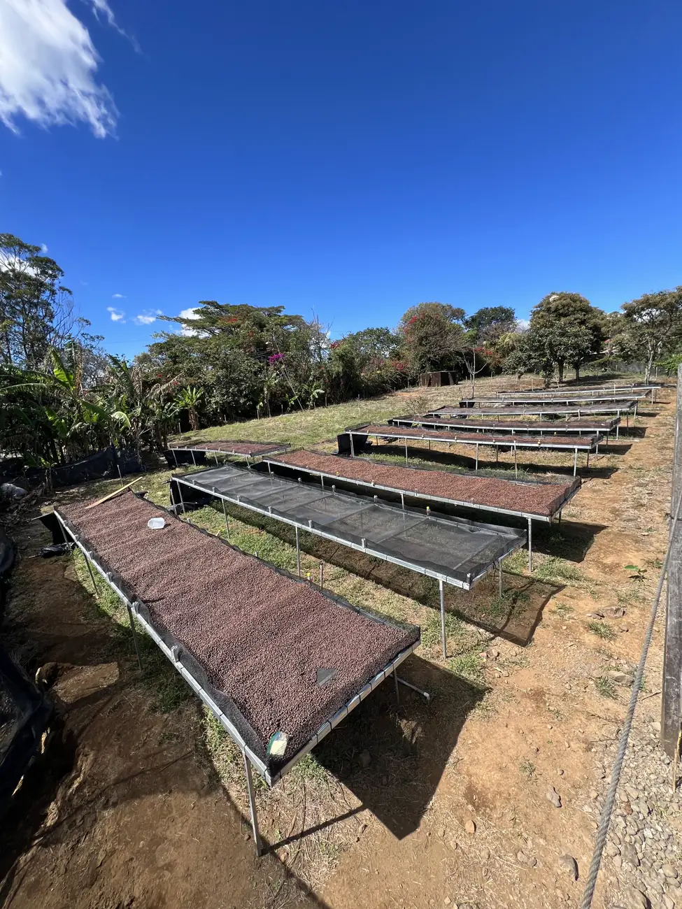 Raised drying beds with coffee cherries