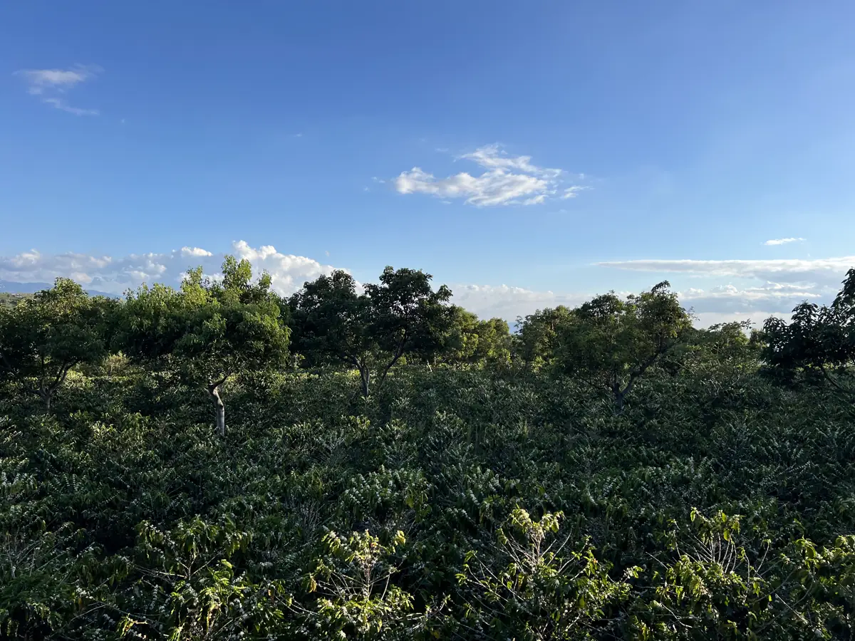 Marsellesa coffee in flower at the El Reservorio lot