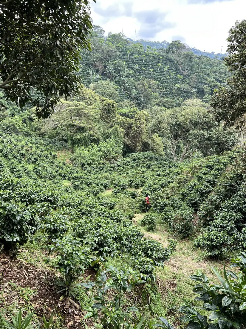 Pickers harvesting coffee on a hillside at the Las Naranjas lot