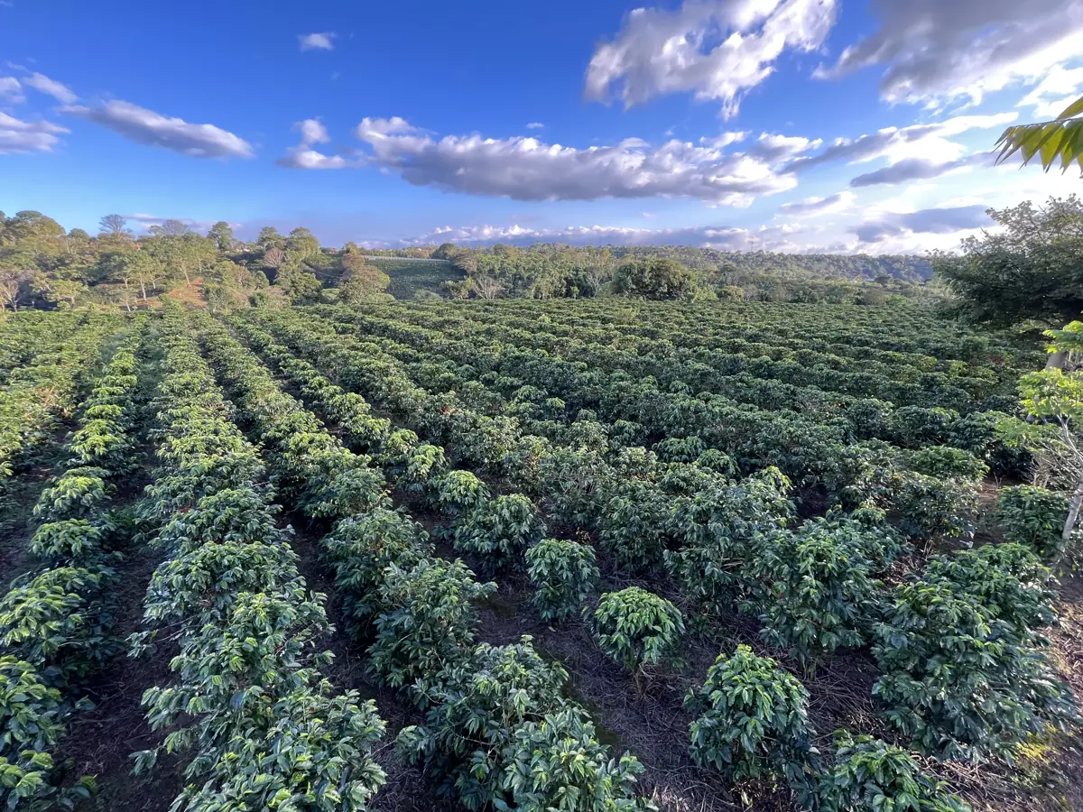 Rows of coffee plants at the La Ceiba lot