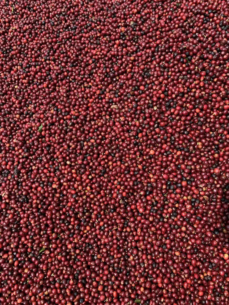A pile of freshly picked red coffee cherries