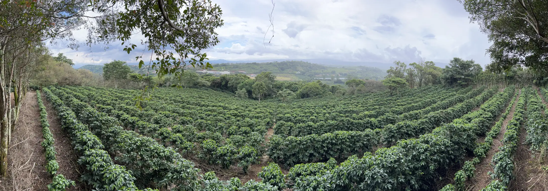 Panoramic view of coffee rows at the Vuelta de la Culebra lot in Costa Rica