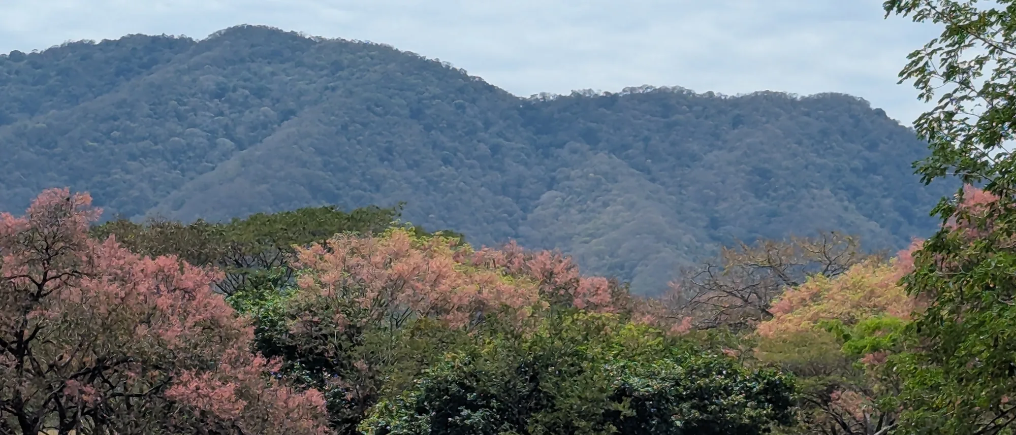 Forested hills of the Nicoya Peninsula with pink flowering trees