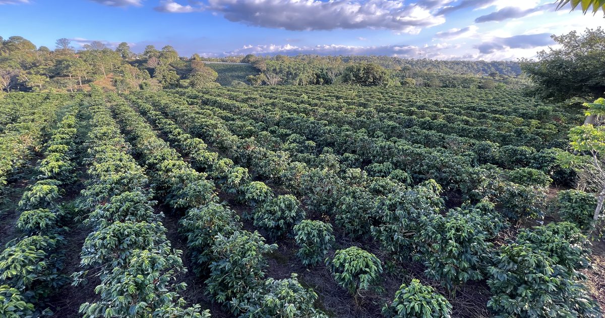 Coffee Process Image Costa Rican Microlots & Specialty Coffee | Sloth & Hummingbird
